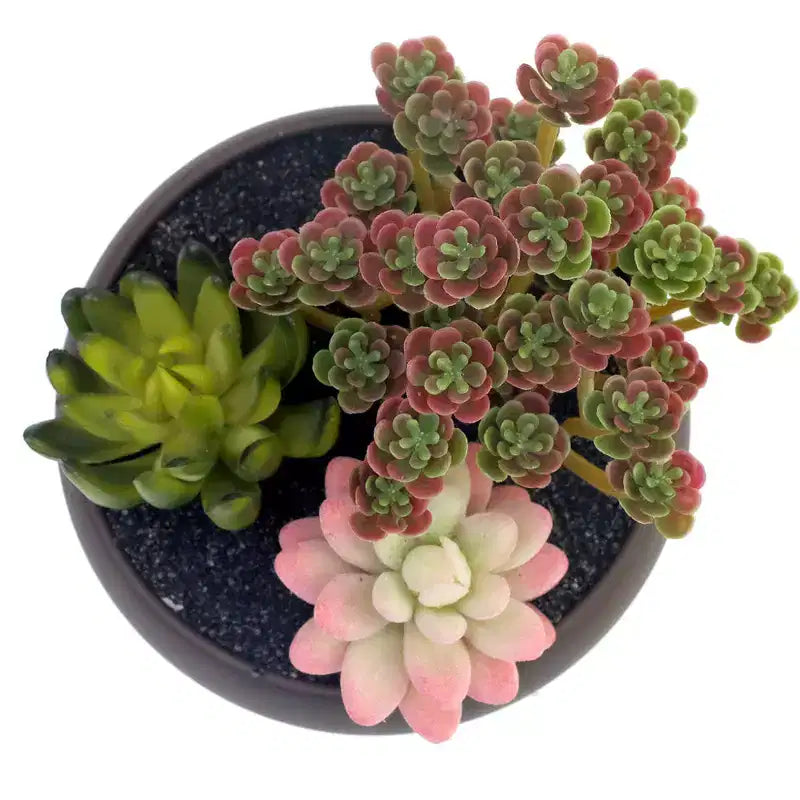 6.7 pots de fleurs en céramique non émaillés ronds avec une finition mate marron sophistiquée. Pot uniquement pour la décoration de fleurs succulentes d'intérieur.