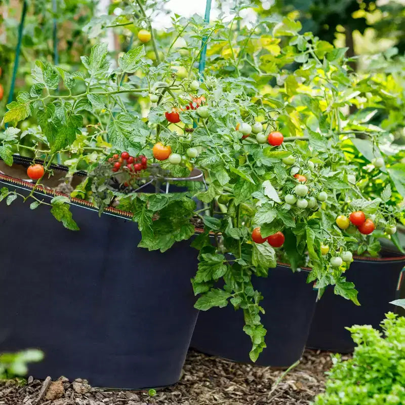 Sacs de culture en tissu non tissé isolant, légers et modernes, d'un gallon, respirants, pour le jardinage intérieur ou extérieur, multicolores
