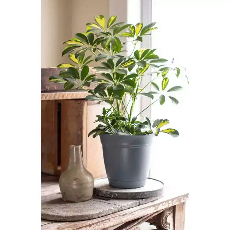 Pot de fleurs rond classique de 30 cm avec soucoupe intégrée pour plantes d'intérieur et d'extérieur, pour fleurs, légumes et plantes grasses, gris chaud